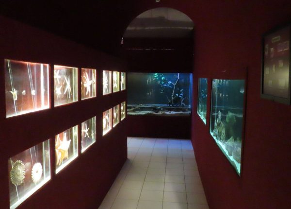 Museu Oceanográfico (14)